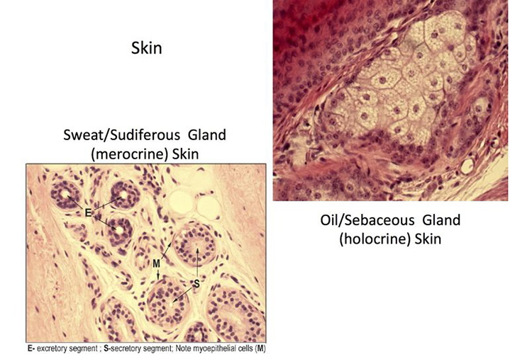 Oleosidade da pele e suor – as raz&otilde;es pelas quais os &oacute;culos de arma&ccedil;&atilde;o transparente ficam amarelos